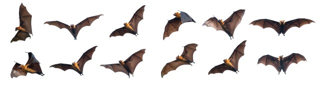 Bats flying on white background