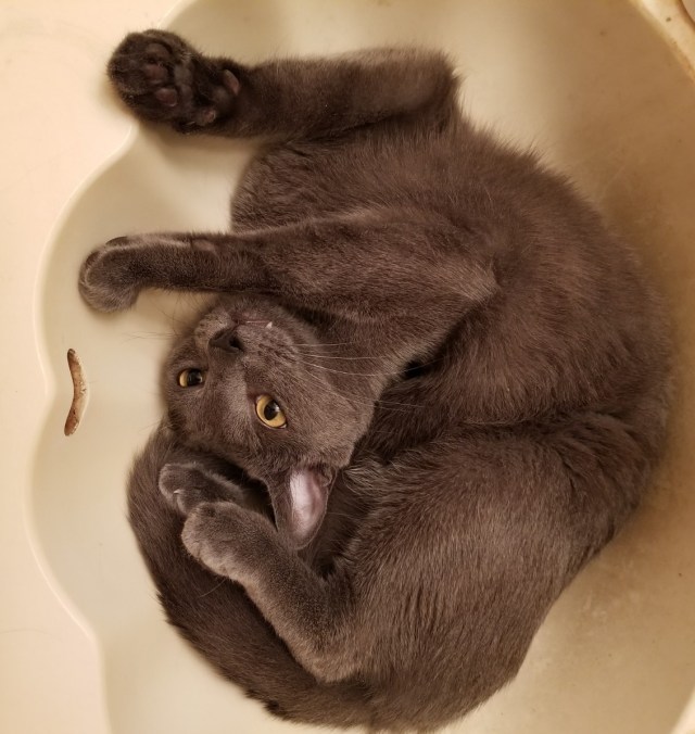 COVER_IMAGE2452416622771259487