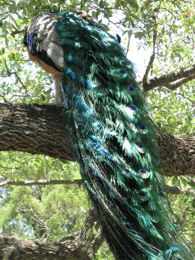 Peacock
